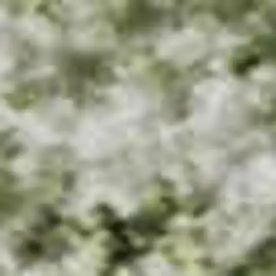 Sage And Ivory Oriental Washable Area Rug With UV Protection Photo 2