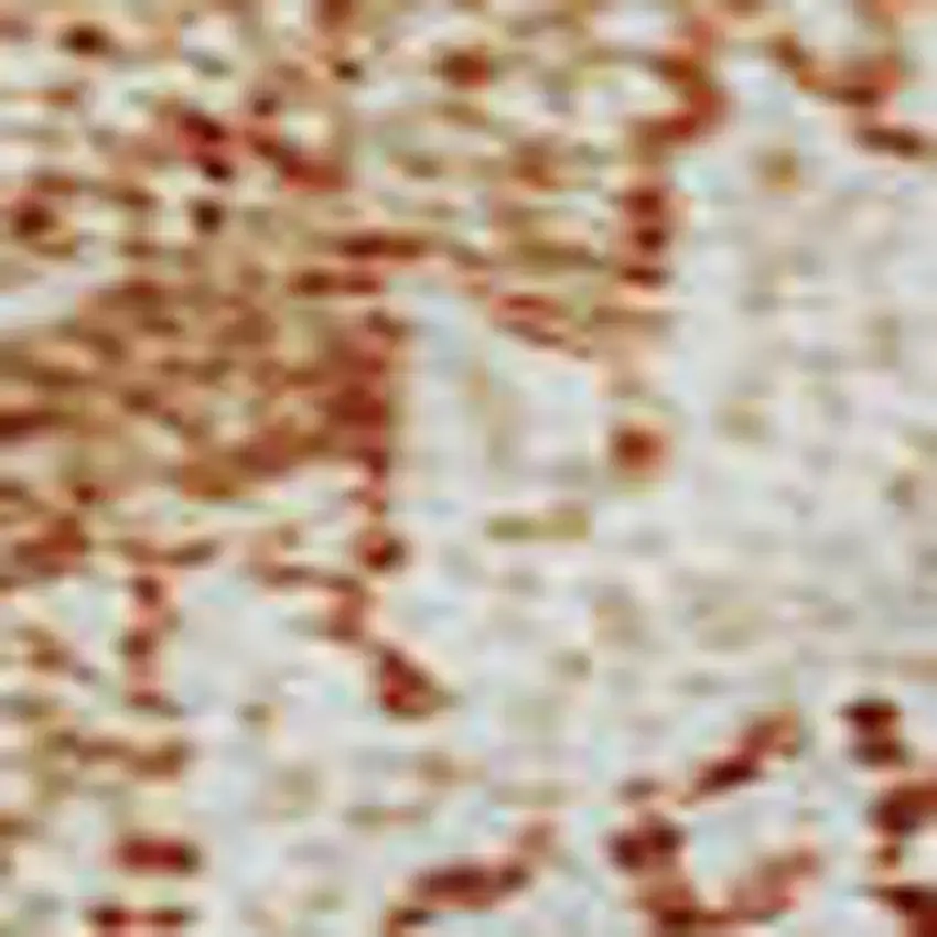 Salmon And Ivory Damask Washable Area Rug With UV Protection Photo 2