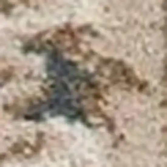 Slate Blue Red And Ivory Floral Medallion Area Rug Photo 6