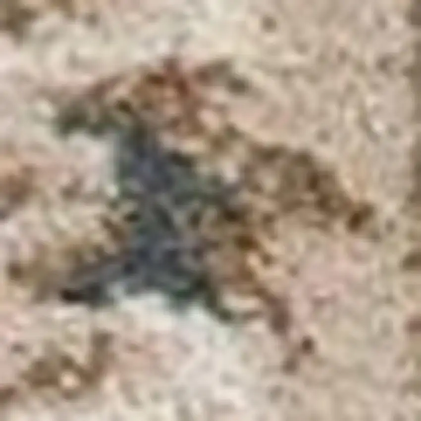 Slate Blue Red And Ivory Floral Medallion Area Rug Photo 6