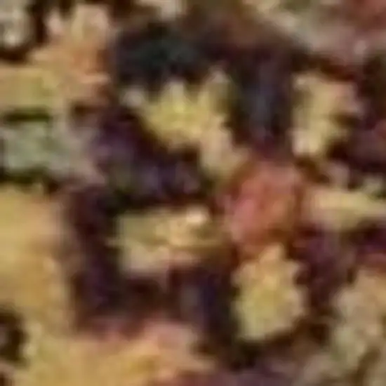 Tan Black and Red Wool Floral Area Rug Photo 2