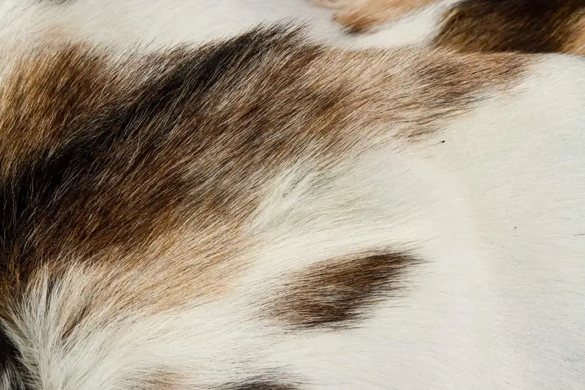 Tricolor And White Calfskin - Area Rug Photo 2
