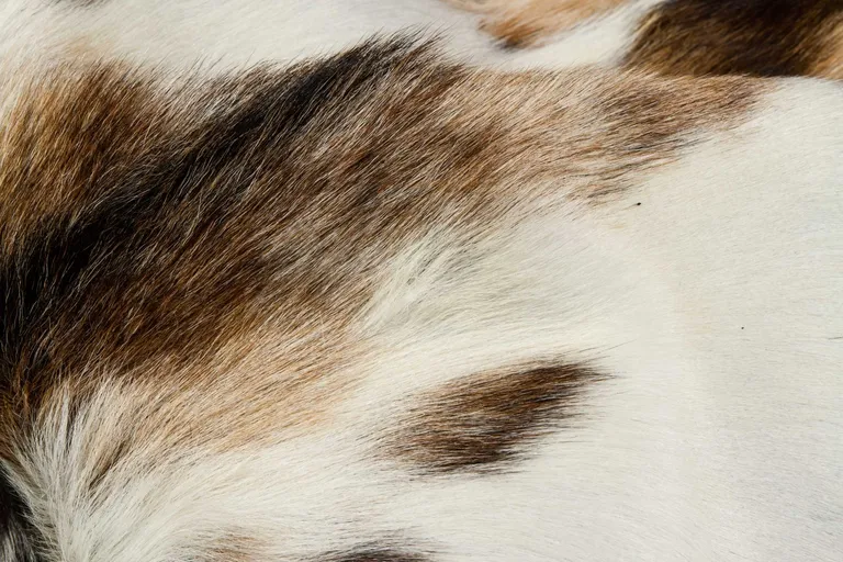 Tricolor And White Calfskin - Area Rug Photo 2