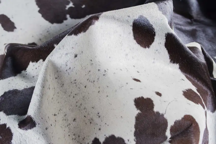 White and Chocolate Cowhide  Rug Photo 2