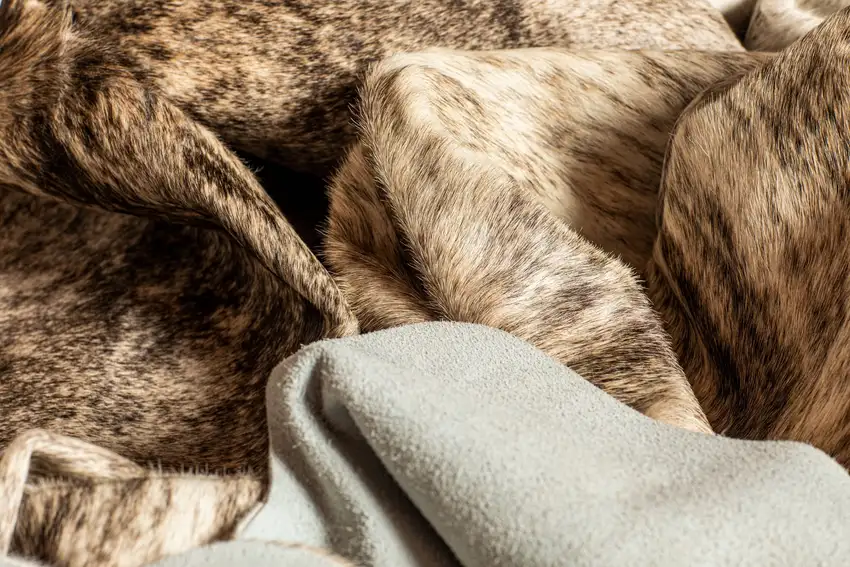 Zebu Cowhide - Rug Photo 2